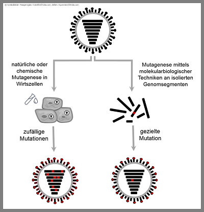 Schematische Darstellung von zwei Wegen zur Erzeugung neuartiger Influenzaviren mittels Mutagenese.