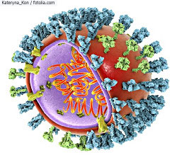 Schematische Darstellung eines Influenzavirus Partikels