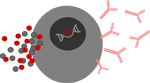 Immunmodulatoren