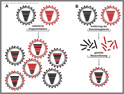 Schematische Darstellung von zwei Wegen zur Erzeugung neuartiger Influenzaviren mittels Reassortierung.