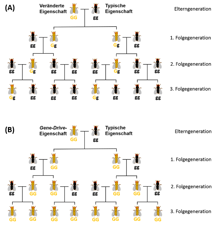 Gegenüberstellung der Vererbung gemäß Mendel und der eines Gene-Drives