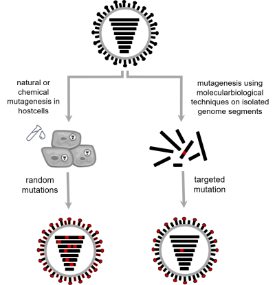 Erzeugung neuartiger Influenzaviren mittels Mutagenese