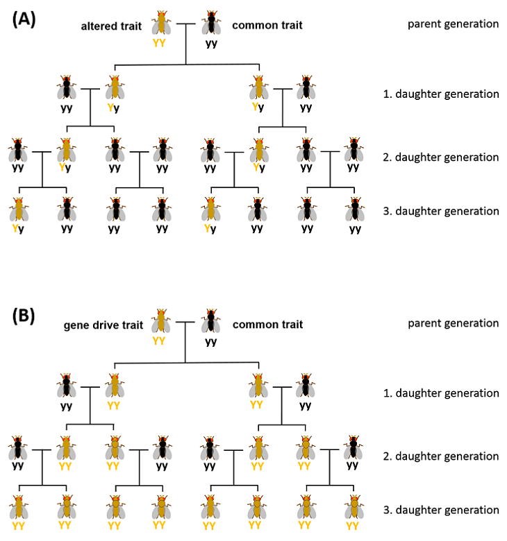 Comparison of inheritance according to mendel